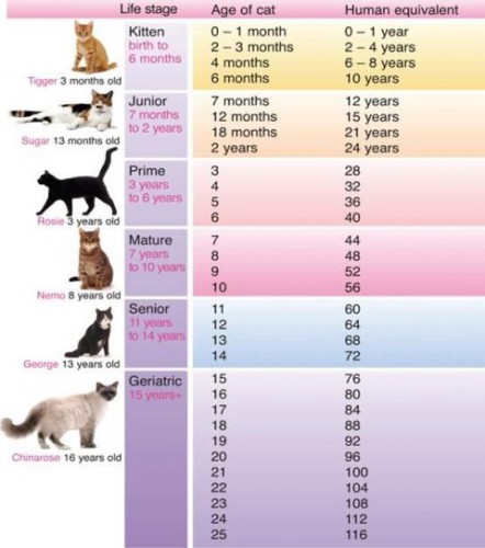 年齢換算表　猫